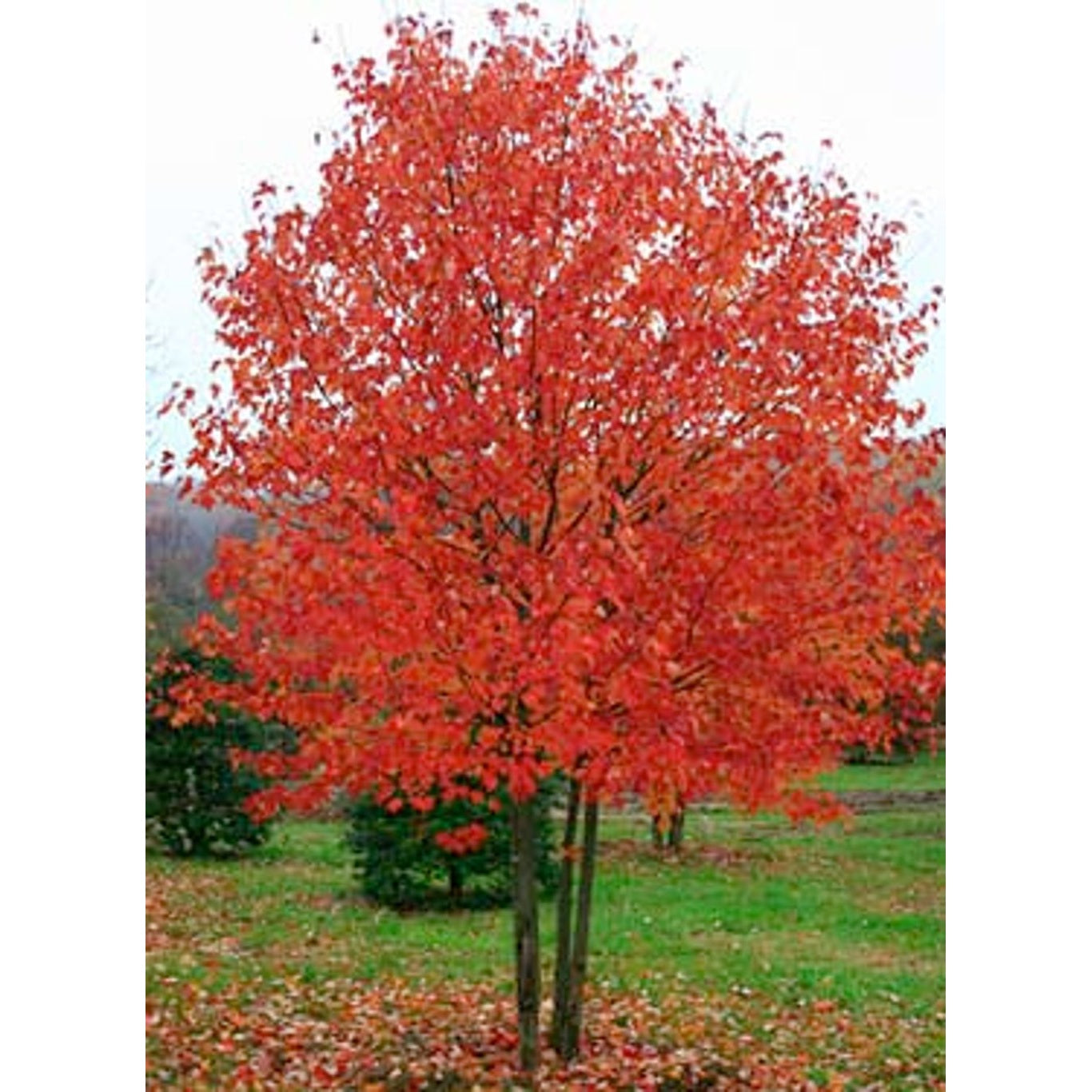 Rödlönn – Acer rubrum Red Sunset - 10/12 in Cont HO/ST